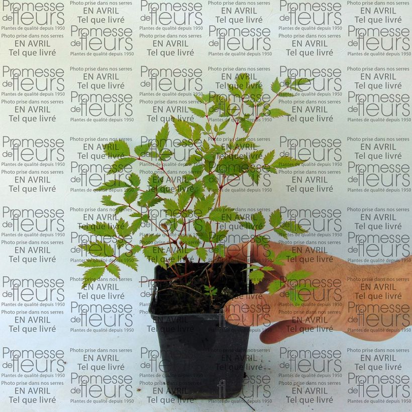 Exemple de spécimen de Astilbe arendsii Walkure Godet de 9cm tel que livré