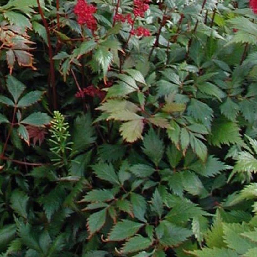 Astilbe arendsii Fanal (Feuillage)