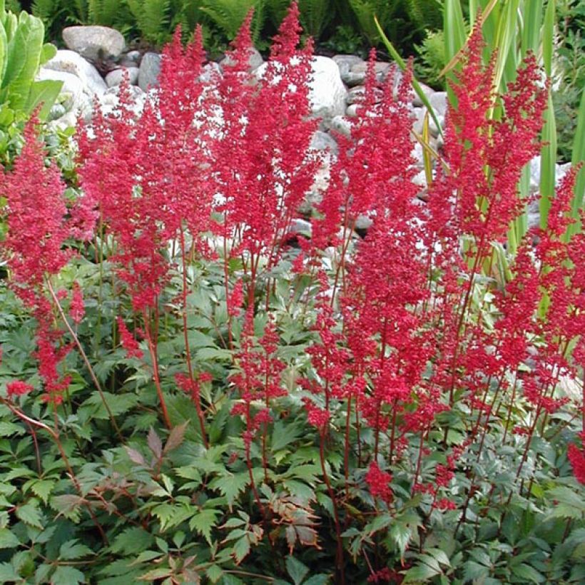 Astilbe arendsii Fanal (Port)