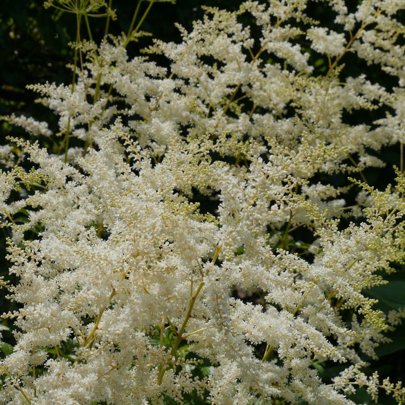 Astilbe biternata (Floraison)