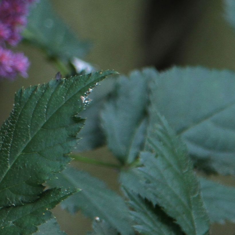 Astilbe chinensis (Feuillage)