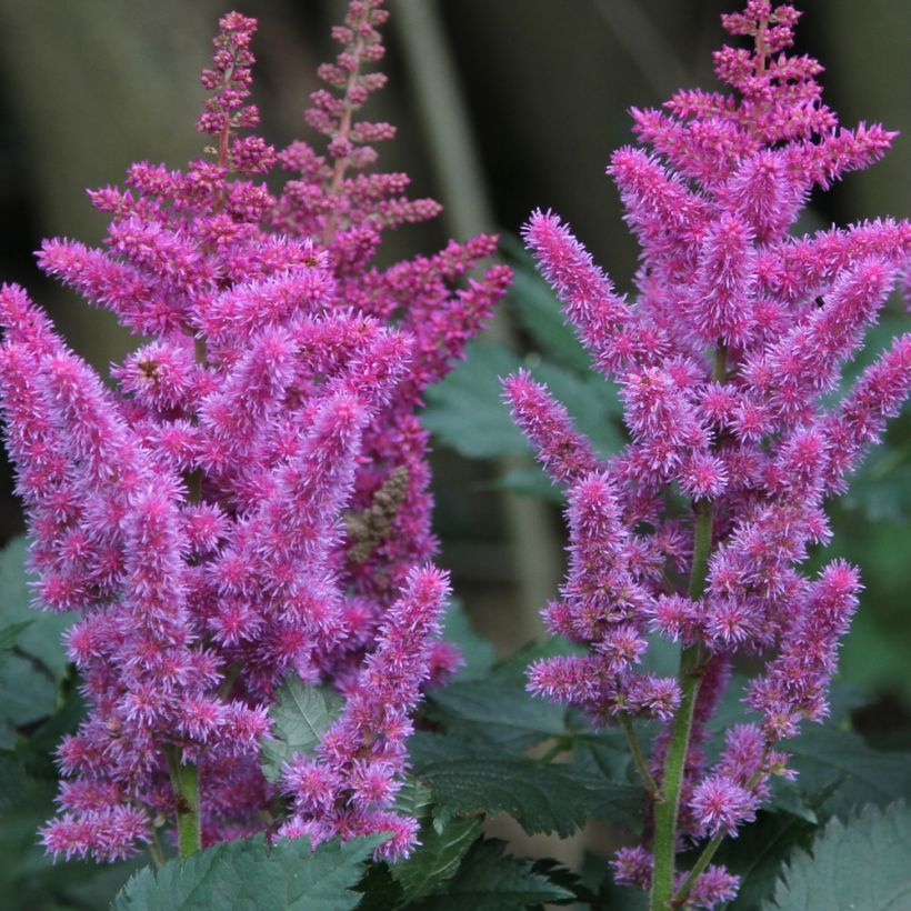 Astilbe chinensis (Floraison)