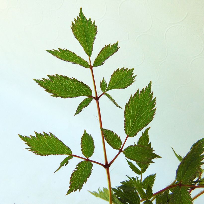 Astilbe chinensis Pumila (Feuillage)