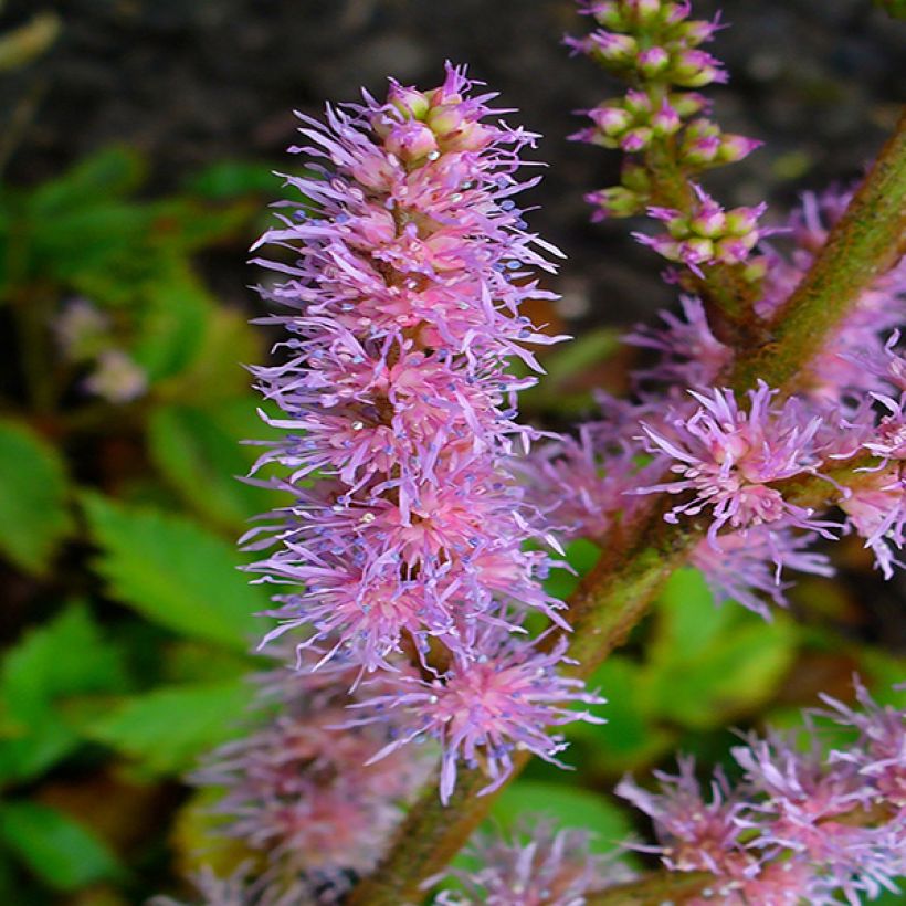 Astilbe chinensis Pumila (Floraison)