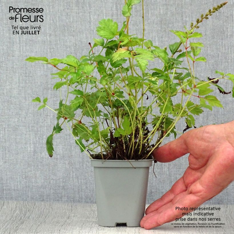 Spécimen de Astilbe chinensis Pumila Godet de 8/9 cm tel que livré en été