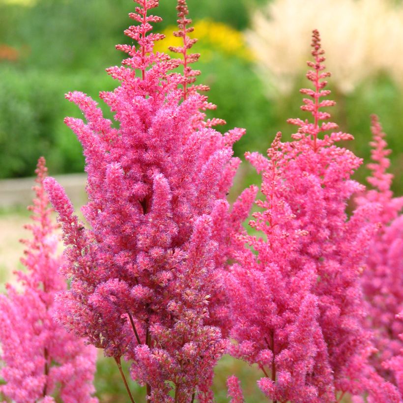 Astilbe chinensis Veronica Klose (Floraison)