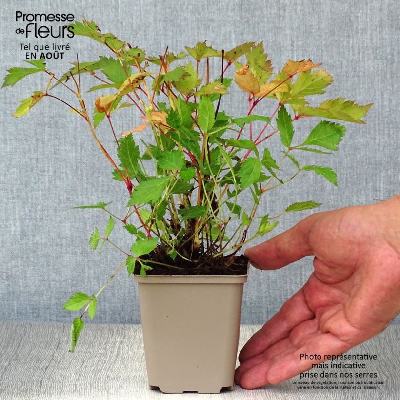Spécimen de Astilbe chinensis Veronica Klose Godet de 8/9 cm tel que livré en été