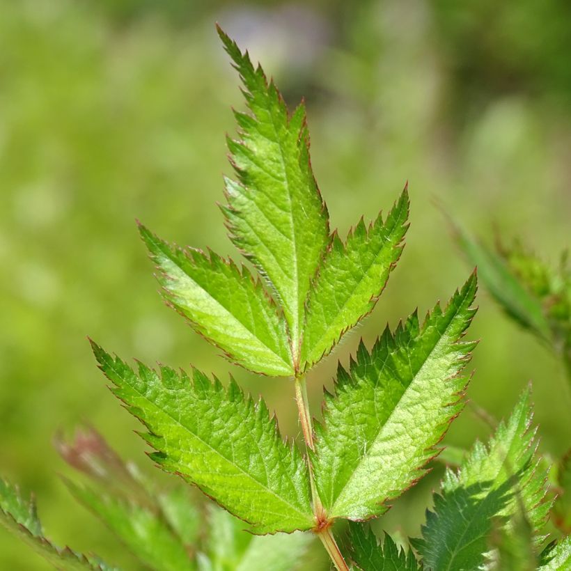 Astilbe chinensis Visions (Feuillage)