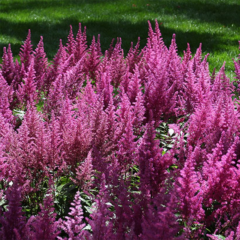 Astilbe chinensis Visions (Floraison)