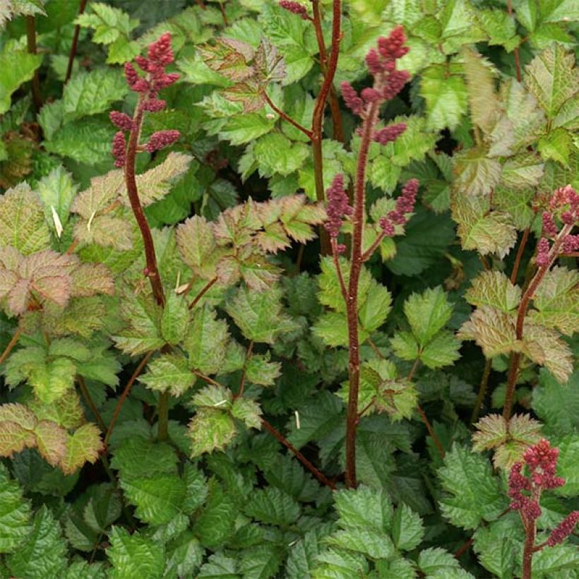 Astilbe chinensis var. taquetii Purpurlanze (Feuillage)