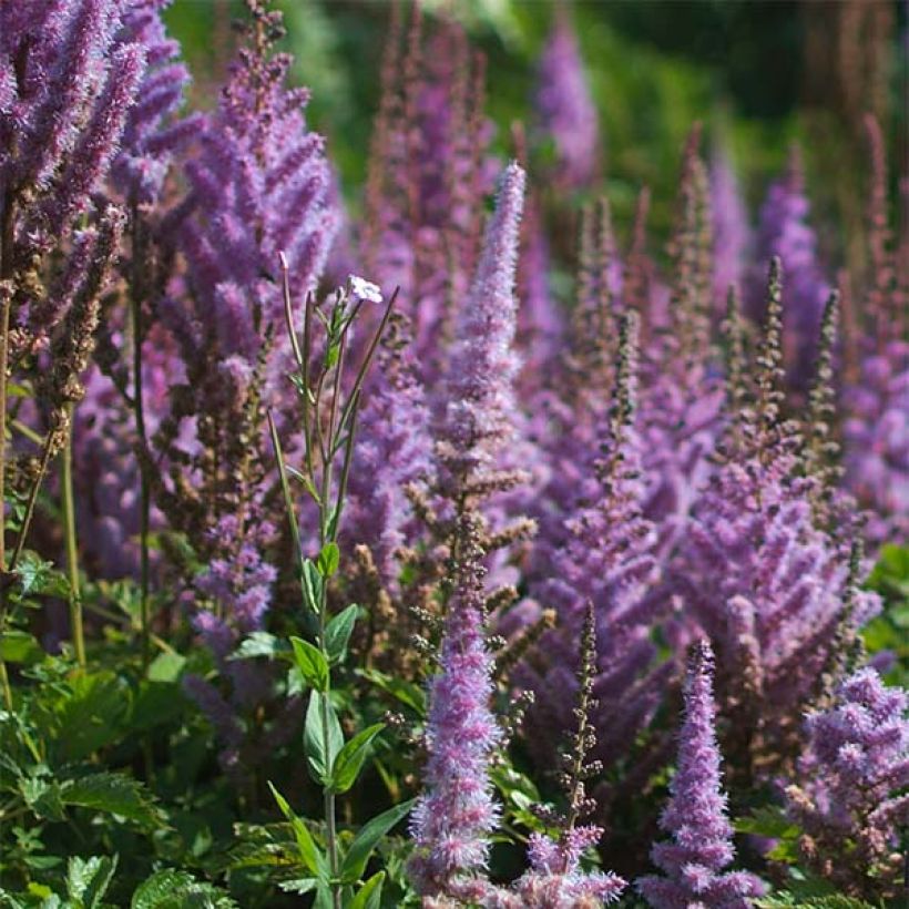 Astilbe chinensis var. taquetii Purpurlanze (Floraison)