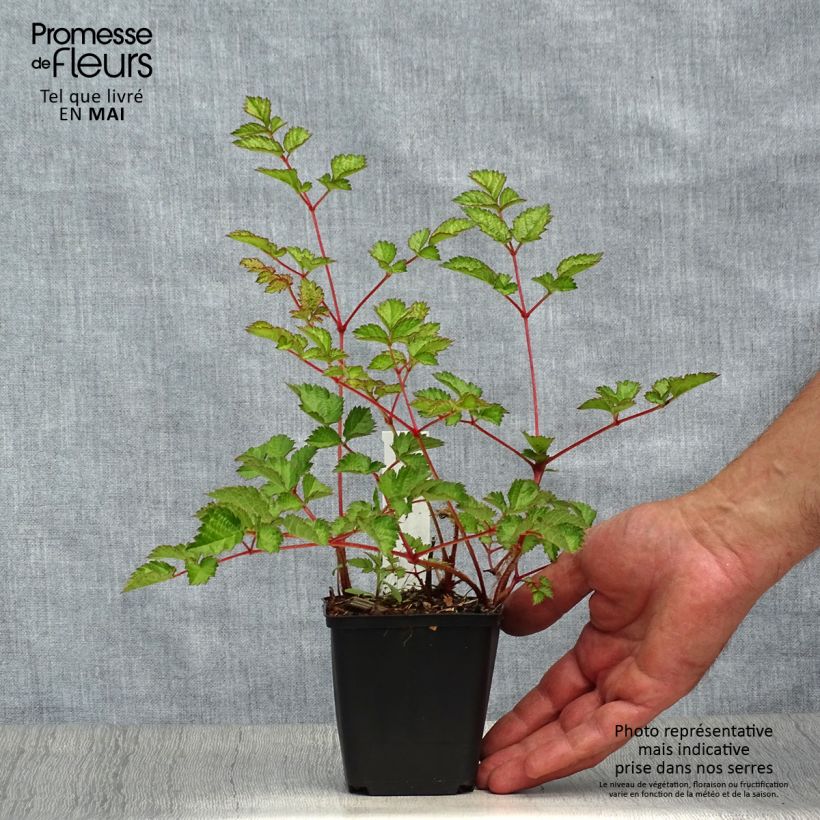 Spécimen de Astilbe chinensis var. taquetii Purpurlanze Godet de 8/9 cm tel que livré au printemps