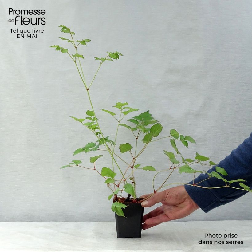 Spécimen de Astilbe chinensis var. taquetii Superba Godet de 9cm tel que livré au printemps