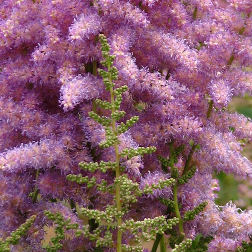 Astilbe chinensis var. davidii (Floraison)