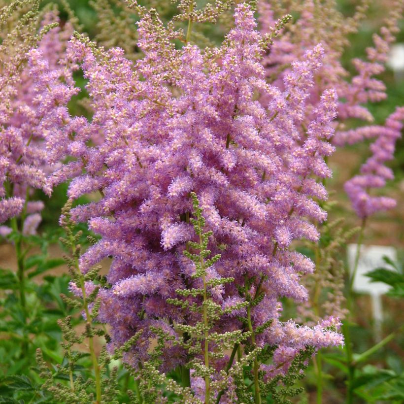 Astilbe chinensis var. davidii (Port)