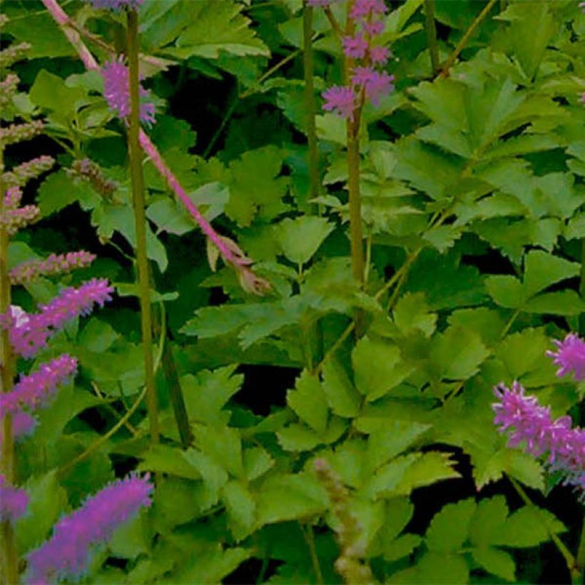 Astilbe chinensis var. taquetii Superba (Feuillage)