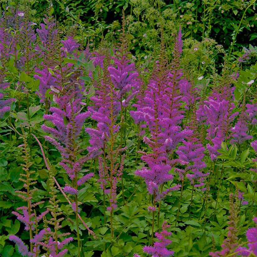 Astilbe chinensis var. taquetii Superba (Floraison)