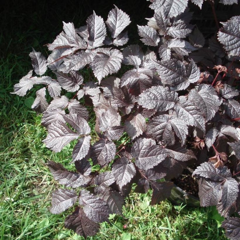 Astilbe Chocolate Shogun (Feuillage)