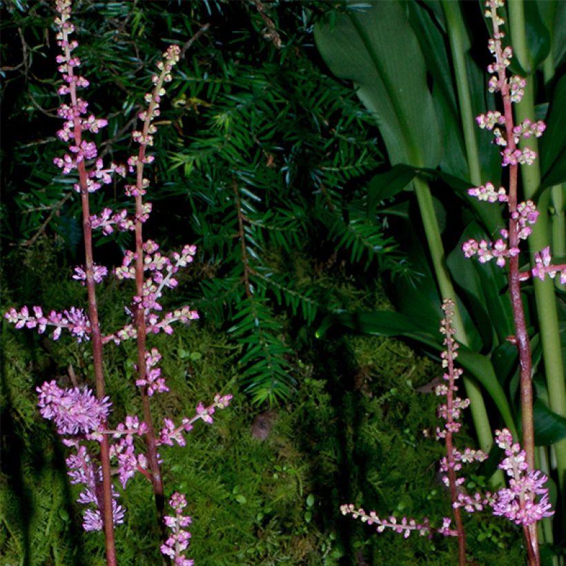 Astilbe crispa Perkeo (Floraison)