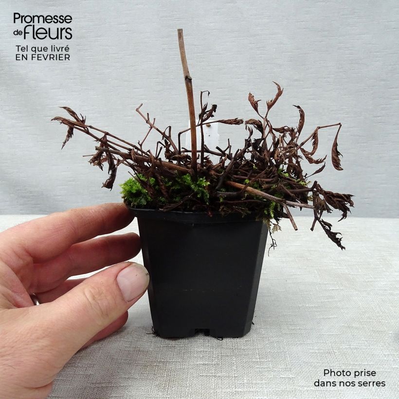 Spécimen de Astilbe crispa Perkeo Godet de 8/9 cm tel que livré en hiver