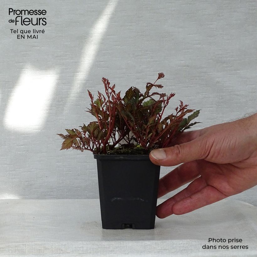 Spécimen de Astilbe crispa Perkeo Godet de 9cm tel que livré au printemps