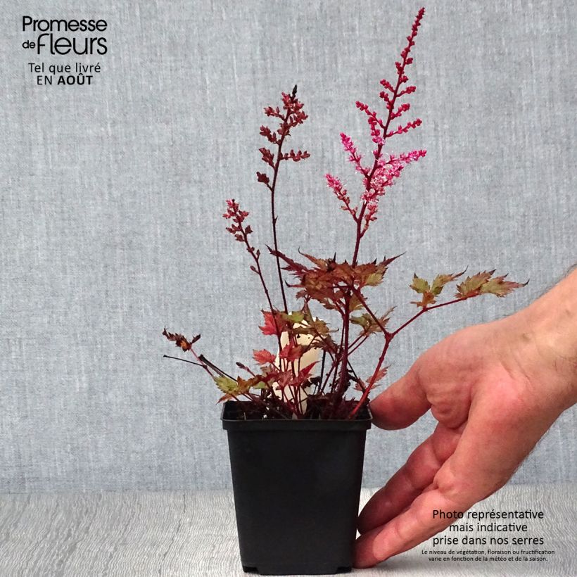 Spécimen de Astilbe japonica Delft Lace Godet de 8/9 cm tel que livré en été