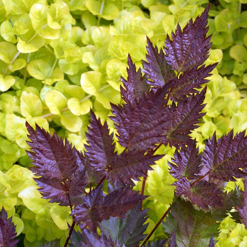 Astilbe japonica Delft Lace (Feuillage)