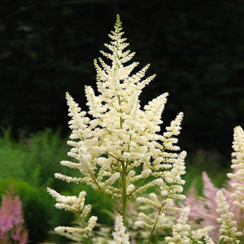 Astilbe japonica Deutschland (Floraison)