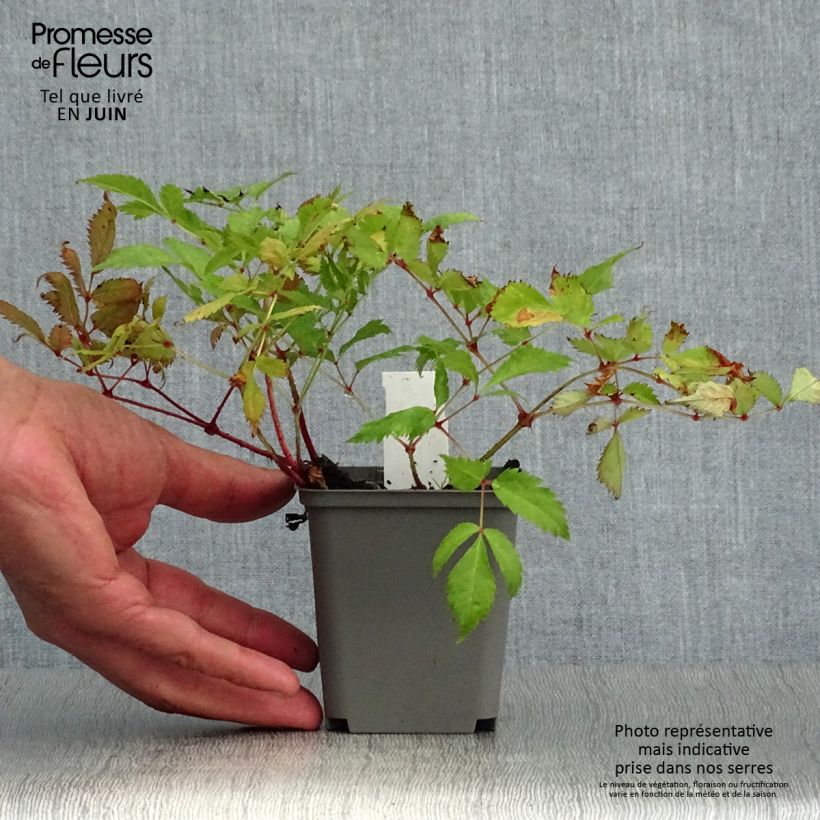 Spécimen de Astilbe japonica Deutschland Godet de 8/9 cm tel que livré en été