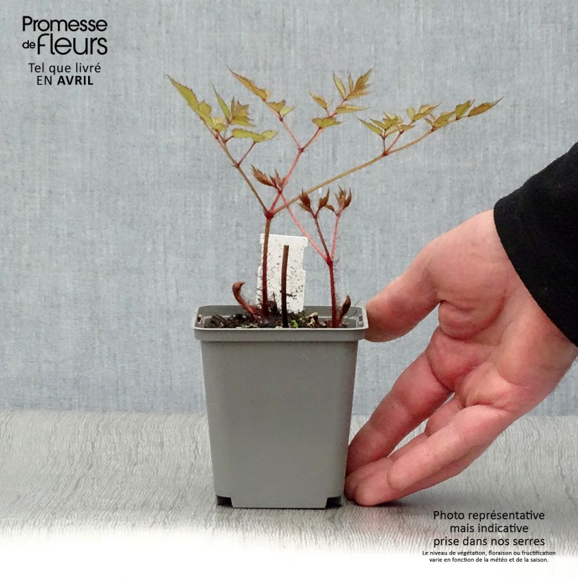 Spécimen de Astilbe japonica Deutschland Godet de 9cm tel que livré au printemps