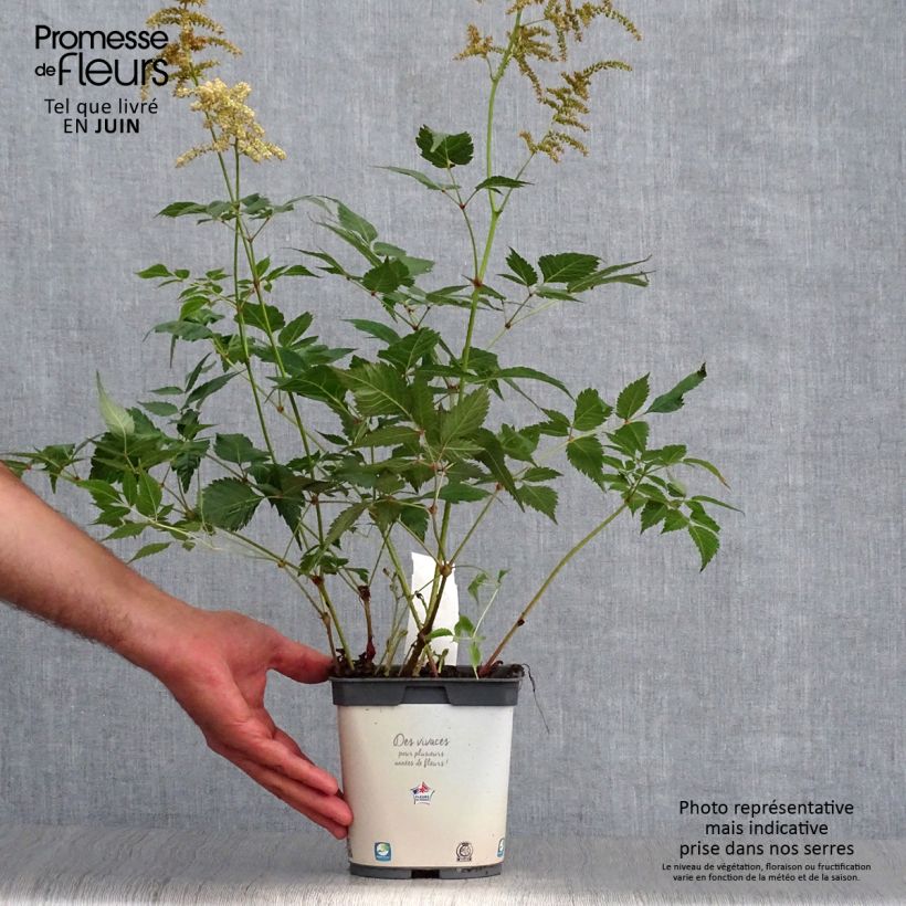 Spécimen de Astilbe japonica Deutschland Pot de 2L/3L tel que livré en été