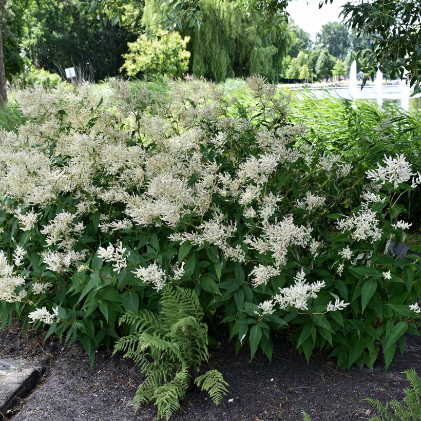 Astilbe japonica Deutschland (Port)