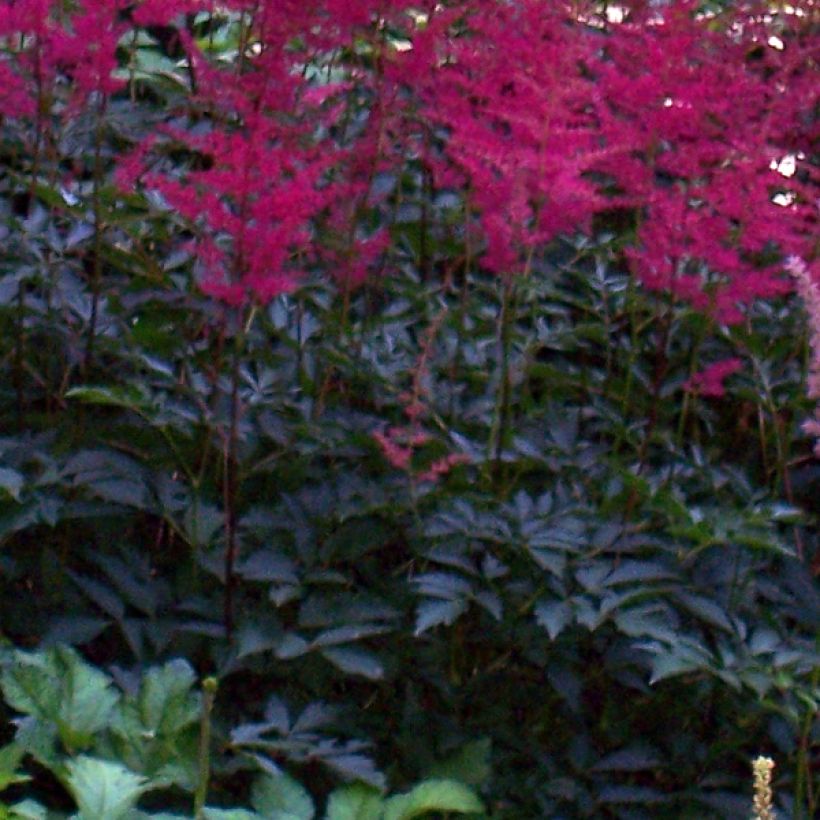 Astilbe japonica Montgomery (Feuillage)