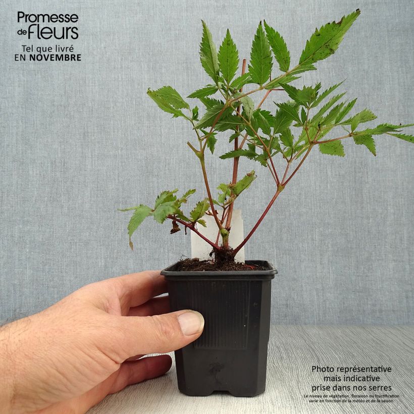 Spécimen de Astilbe japonica Montgomery Godet de 8/9 cm tel que livré en automne