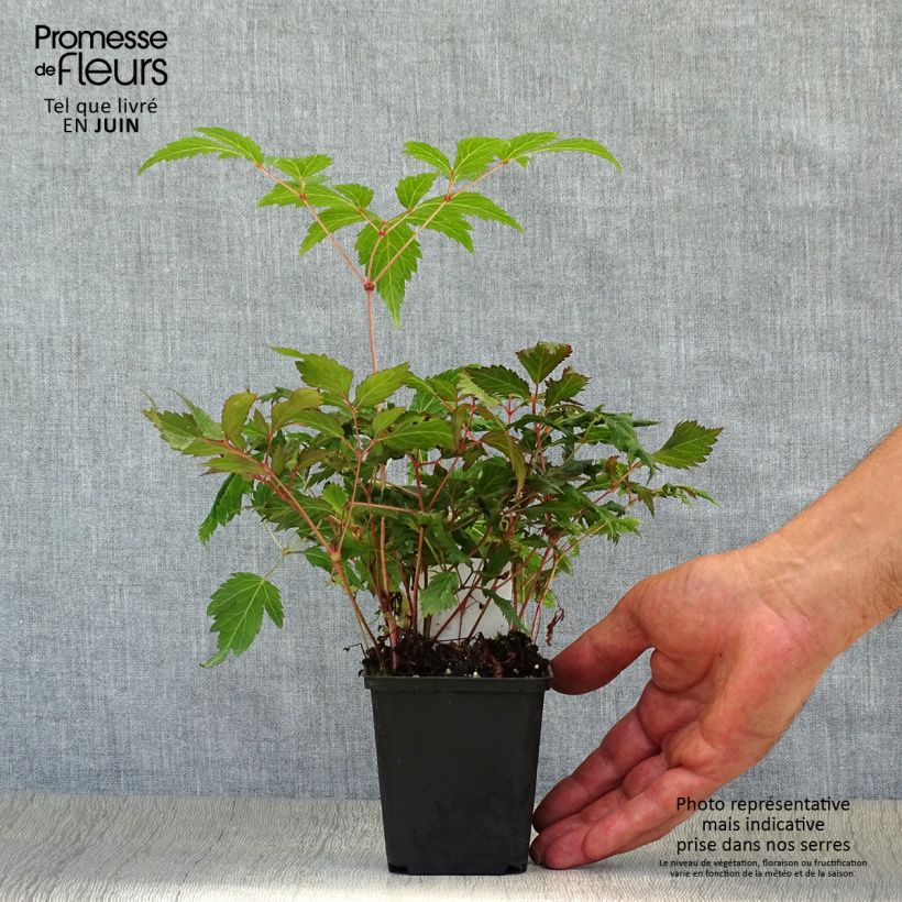 Spécimen de Astilbe japonica Montgomery Godet de 8/9 cm tel que livré en été