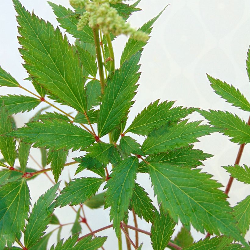 Astilbe japonica Peach Blossom (Feuillage)