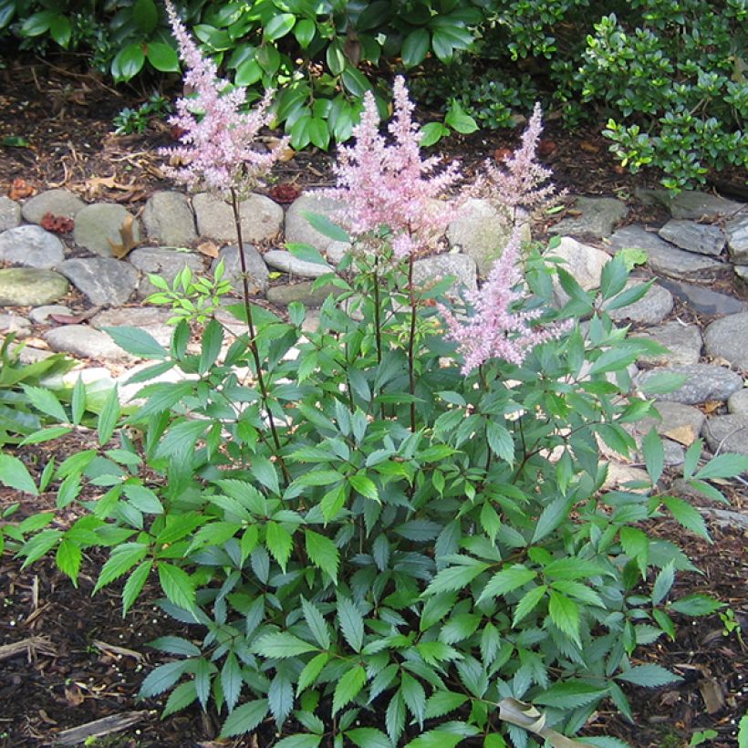 Astilbe japonica Peach Blossom (Port)