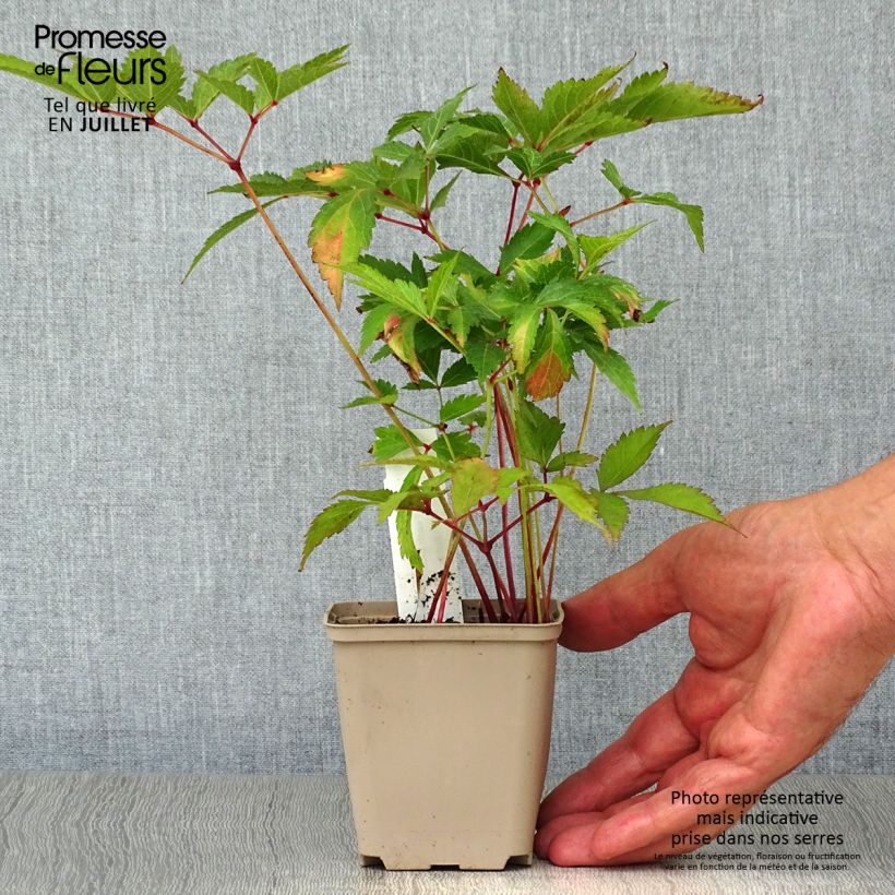 Spécimen de Astilbe japonica Peach Blossom Godet de 8/9 cm tel que livré en été