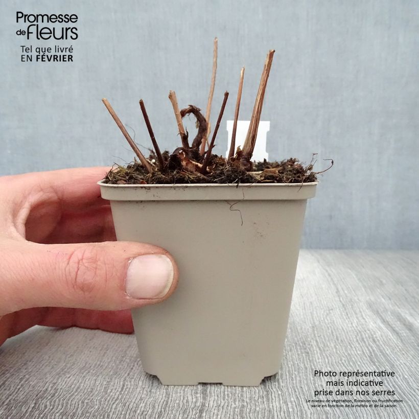 Spécimen de Astilbe japonica Peach Blossom tel que livré en hiver