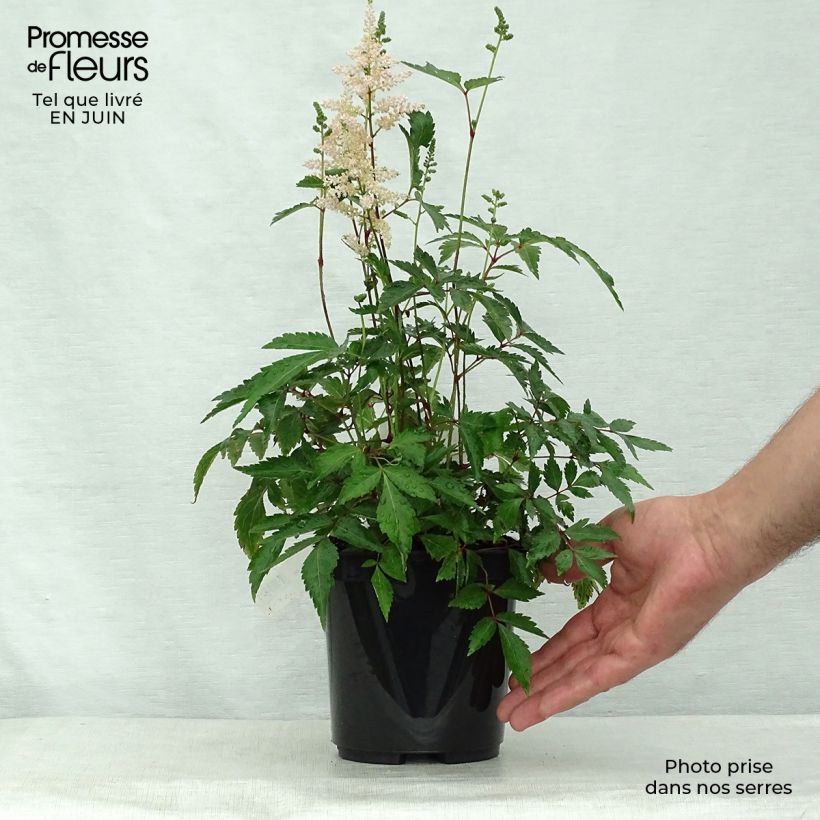 Spécimen de Astilbe japonica Peach Blossom Pot de 1,5L/2L tel que livré en été