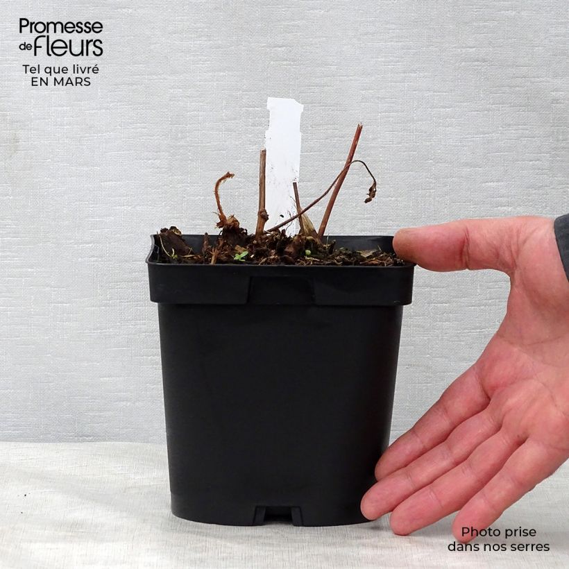 Spécimen de Astilbe japonica Peach Blossom en pot de 1.5L/2L tel que livré au printemps