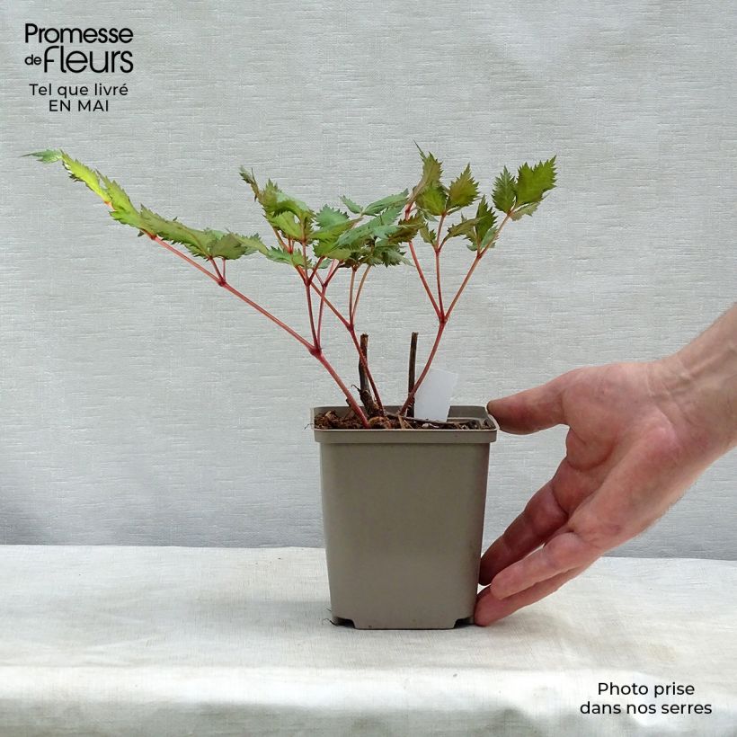 Spécimen de Astilbe japonica Red Sentinel  Godet de 9cm tel que livré au printemps
