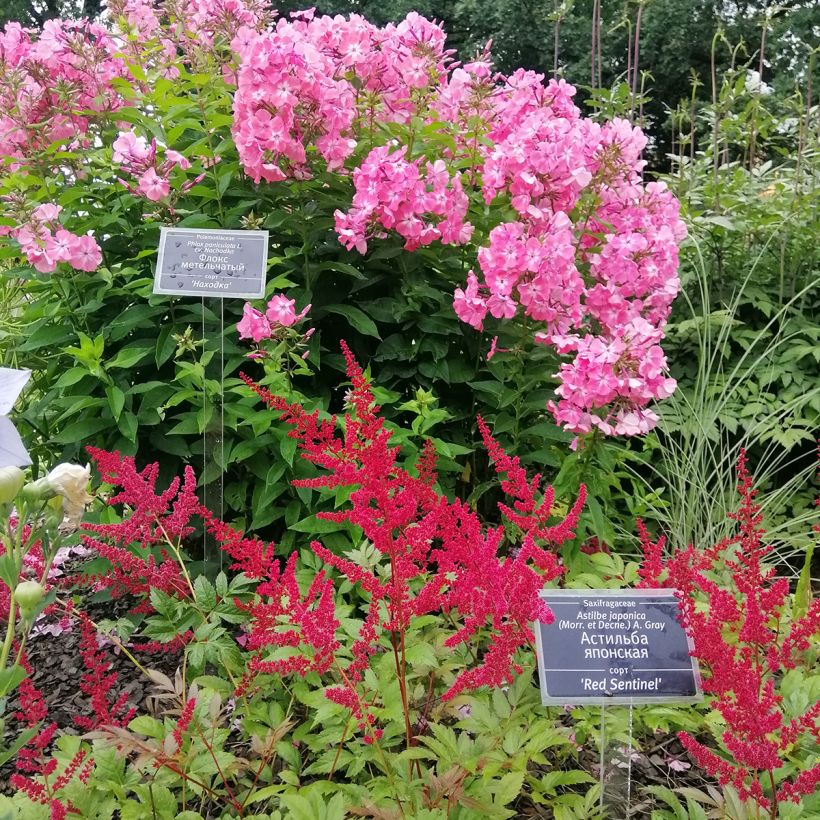 Astilbe japonica Red Sentinel (Port)