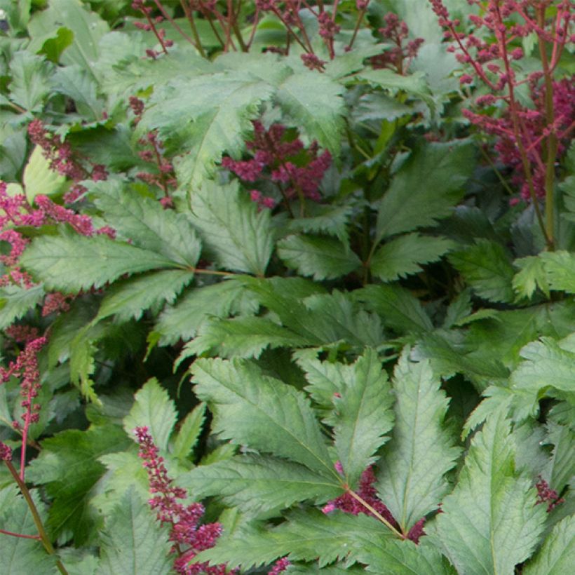 Astilbe japonica Red Sentinel (Feuillage)