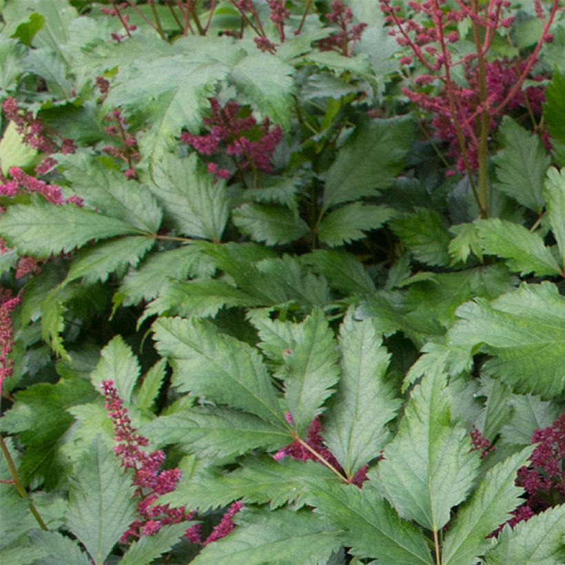 Astilbe japonica Vesuvius (Feuillage)