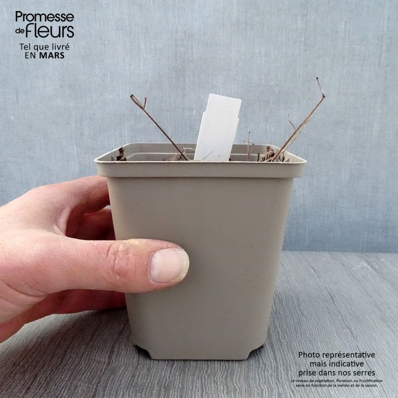 Spécimen de Astilbe japonica Vesuvius Godet de 9cm tel que livré au printemps