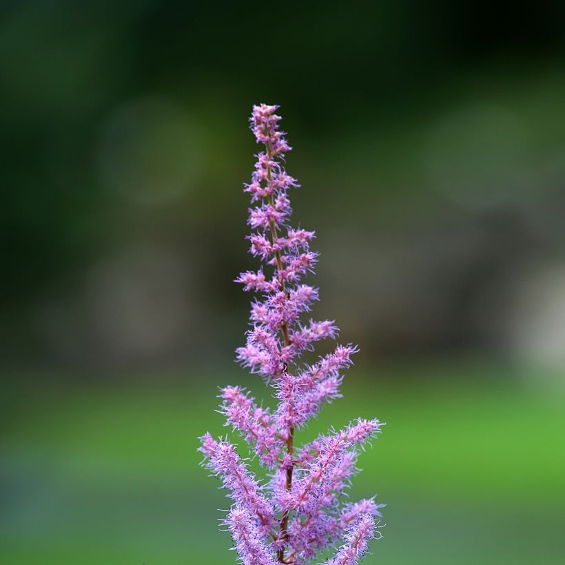 Astilbe myriantha (Floraison)