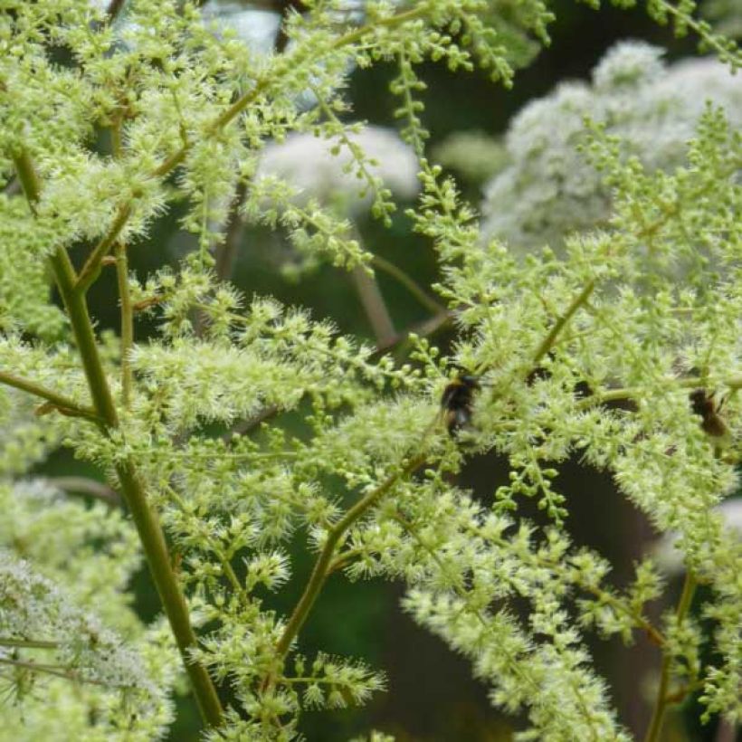 Astilbe rivularis (Floraison)