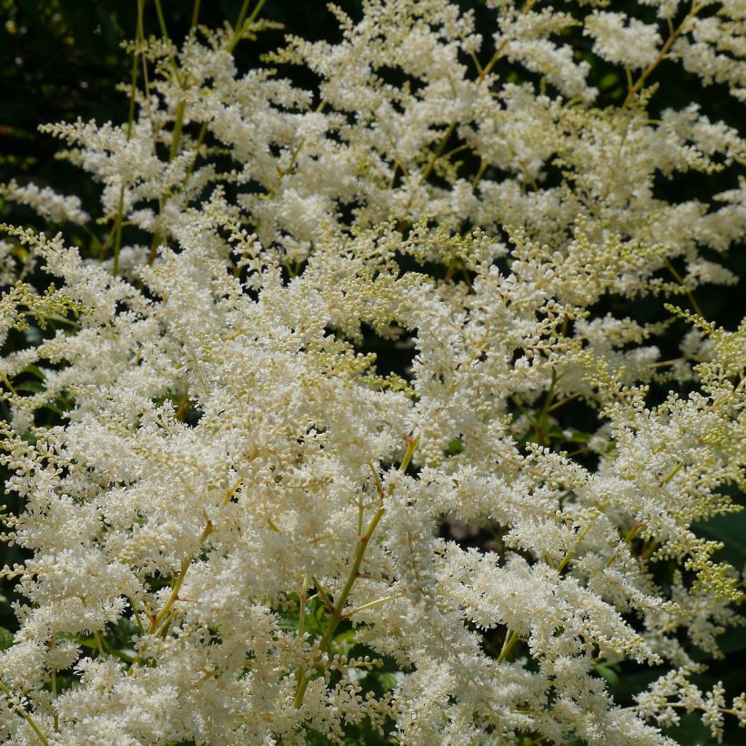 Astilbe simplicifolia Darwin s Snow Sprite (Floraison)