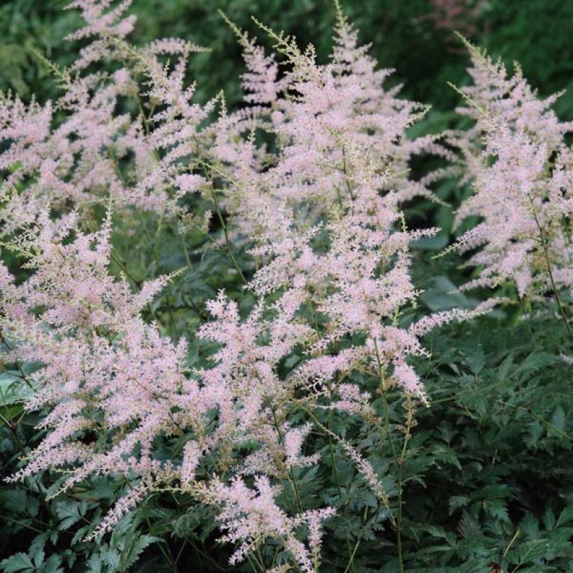 Astilbe simplicifolia Hennie Graafland (Floraison)